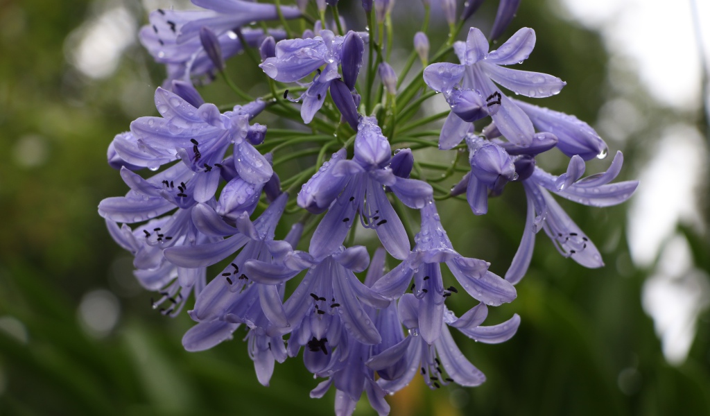 Красивые цветы Агапантус в каплях росы