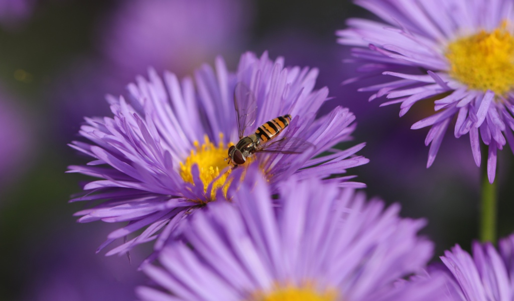 Красивые цветы астры на клумбе 