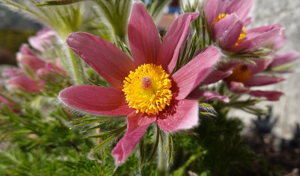 Красивые осенние цветы прострел