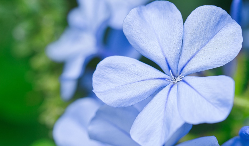 Красивый голубой цветок флокса крупным планом 