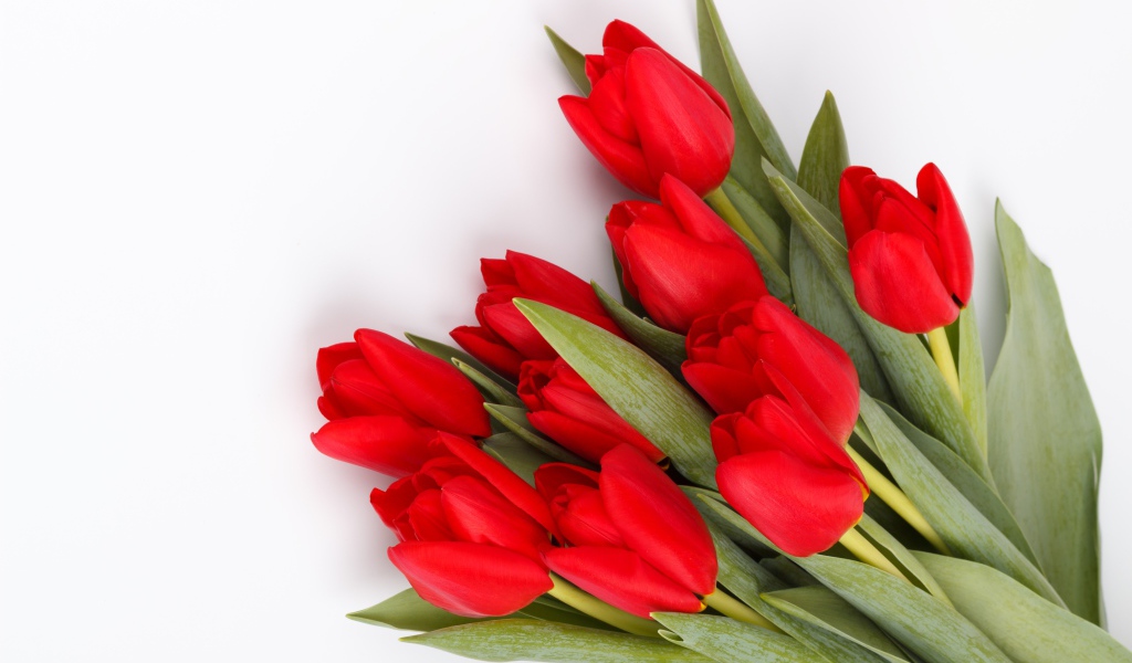 Красивый букет свежих красных тюльпанов на белом фоне