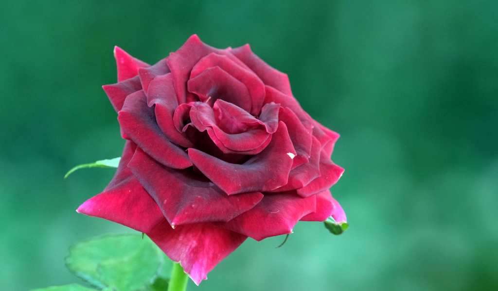 Красивая бордовая роза на зеленом фоне крупным планом