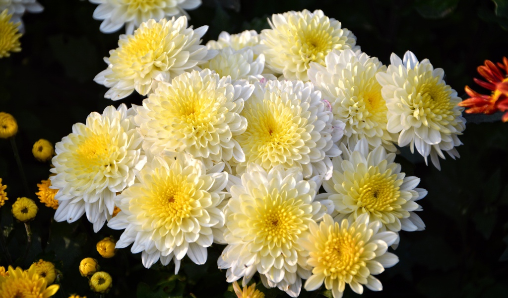 Красивый кремовый букет живых хризантем