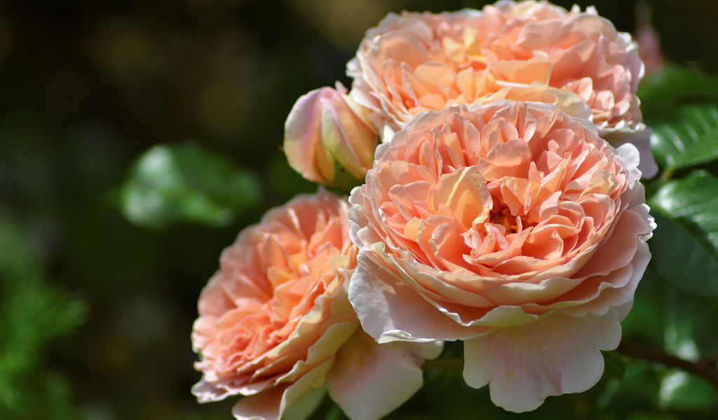 Красивые кремовые цветы парковой розы крупным планом