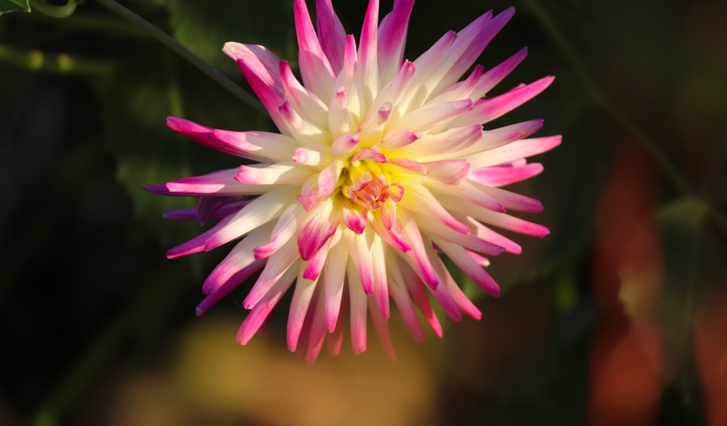 Красивый цветок георгина с розовыми лепестками 