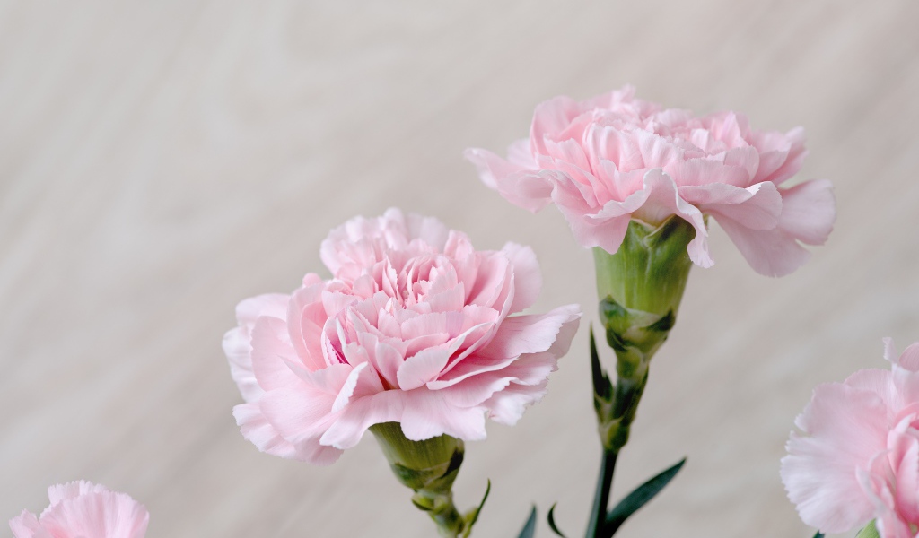 Красивые нежные цветы гвоздики крупным планом