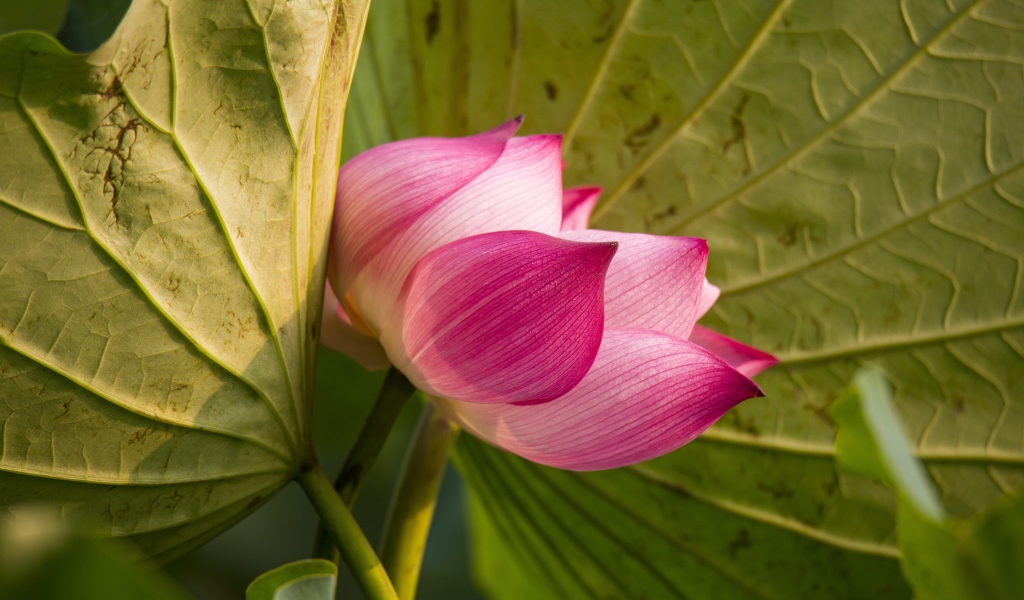 Красивый нежный розовый цветок лотоса в зеленых листьях