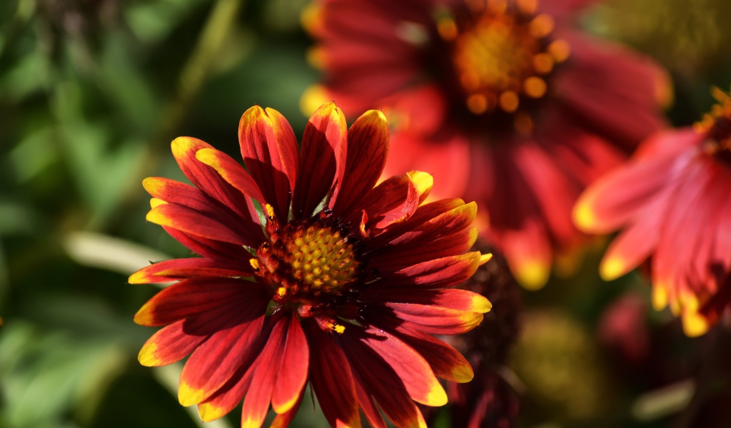 Красивый огненный цветок Гайлардия