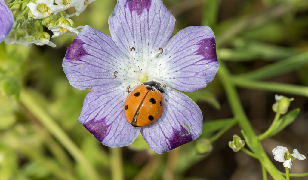 Красивый цветок гипсофилы с божьей коровкой 