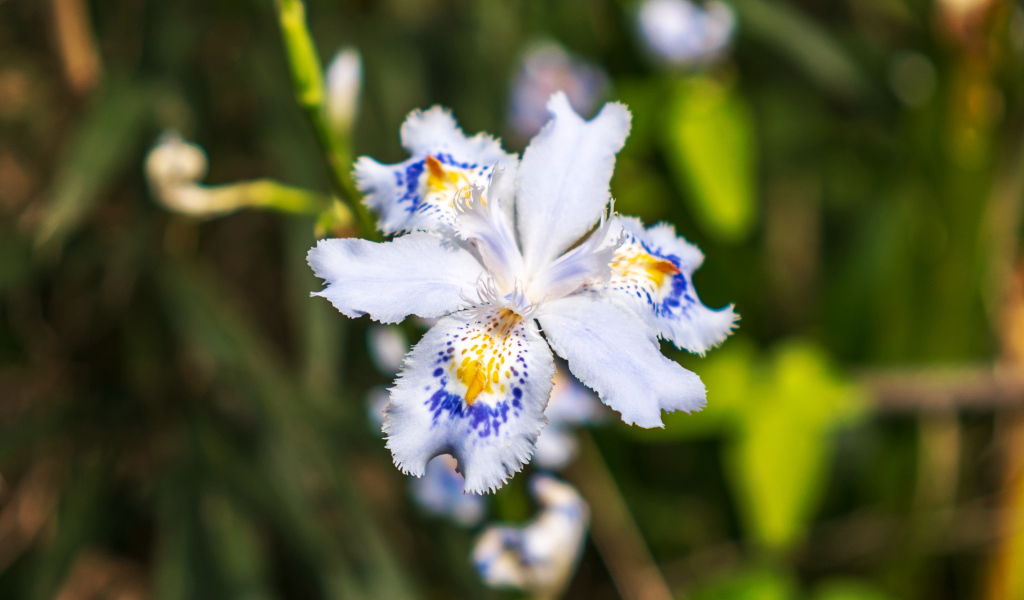 Красивый цветок ириса в лучах солнца на клумбе 