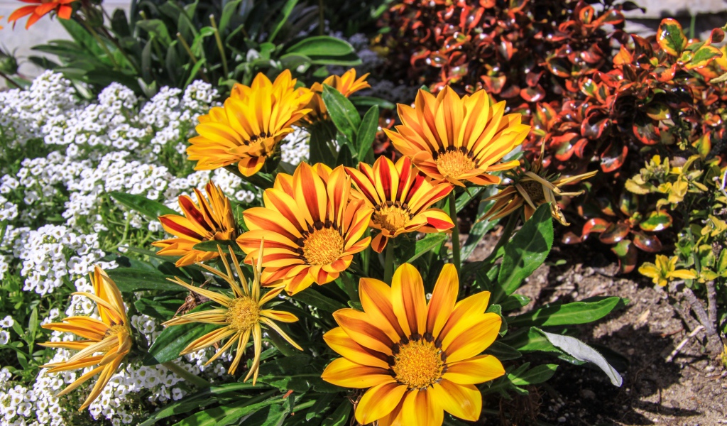 Красивые оранжевые цветы газания на клумбе