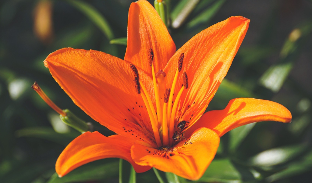 Красивый оранжевый цветок лилии крупным планом 