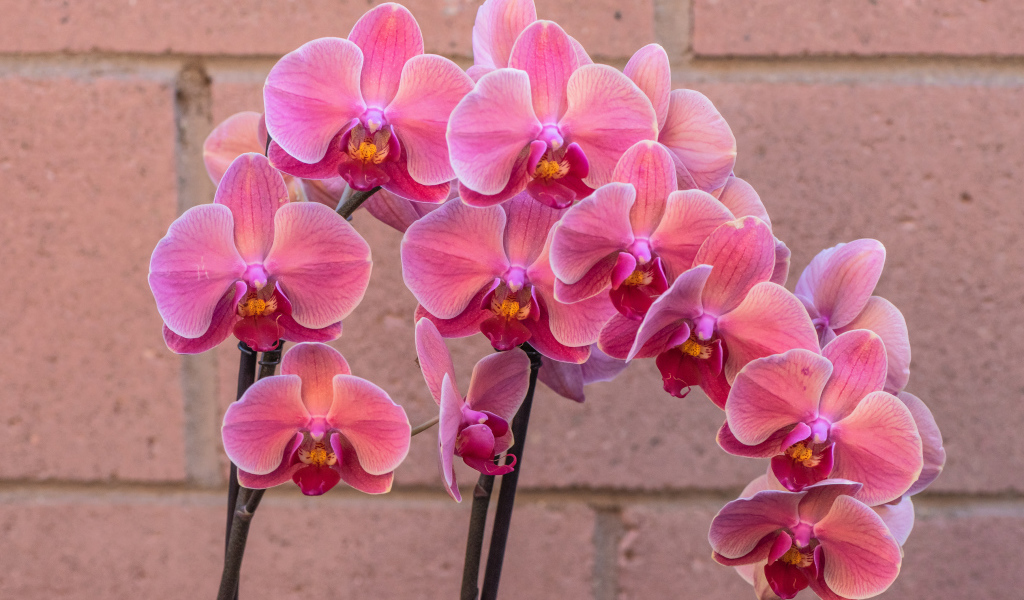 Красивый цветок орхидея с розовыми цветами у стены