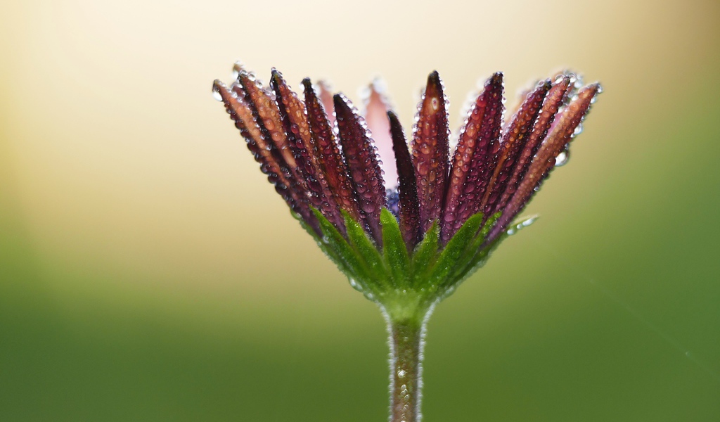 Красивый цветок остеоспермума в каплях росы 