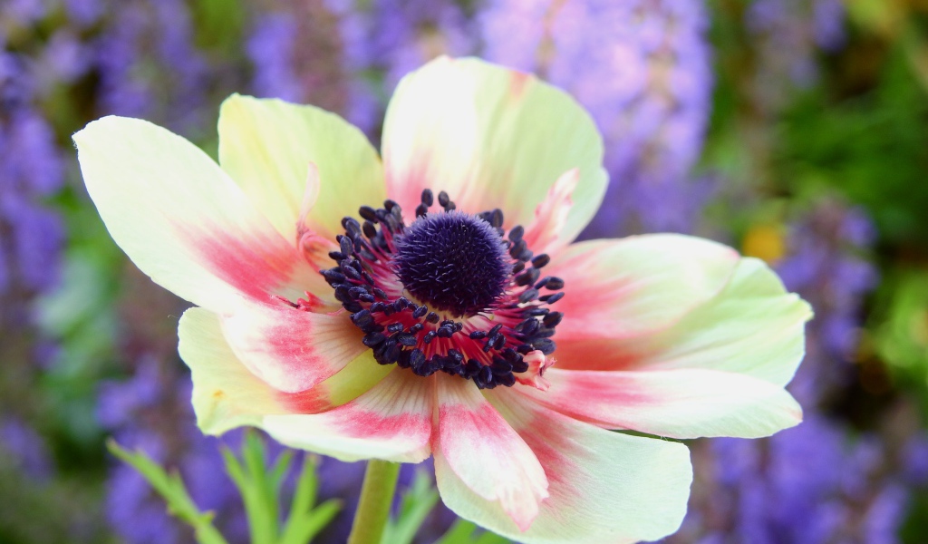 Красивый розовый цветок анемоны на клумбе 