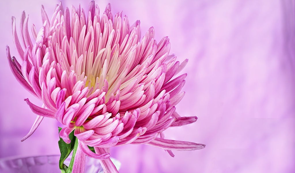 Красивый розовый цветок астры крупным планом