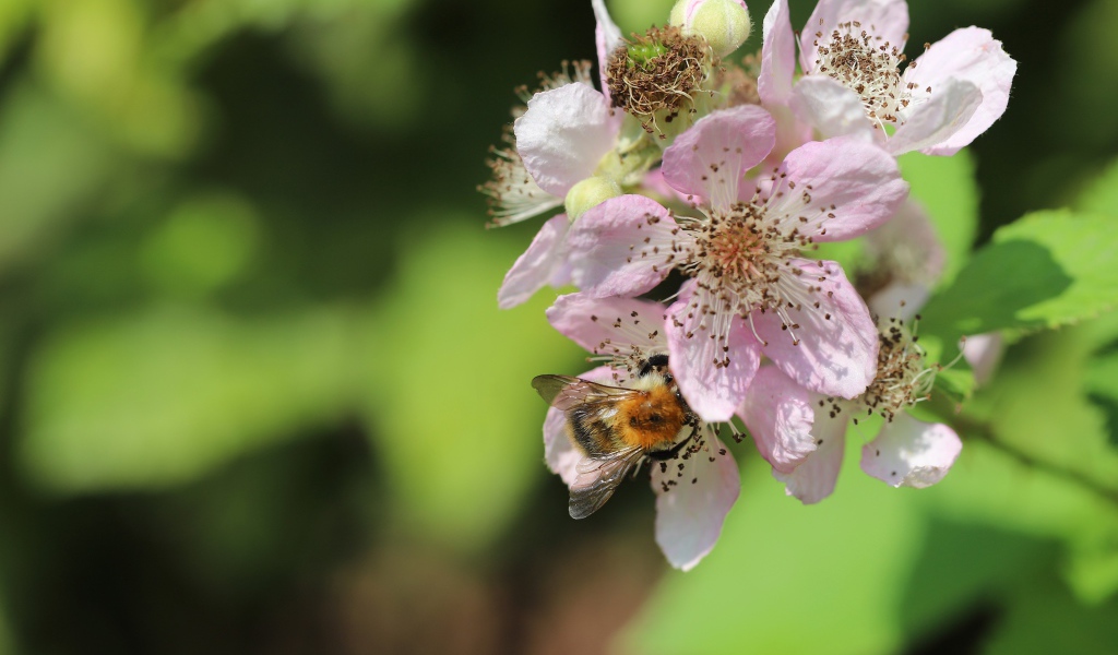 Красивые розовые цветы яблони крупным планом