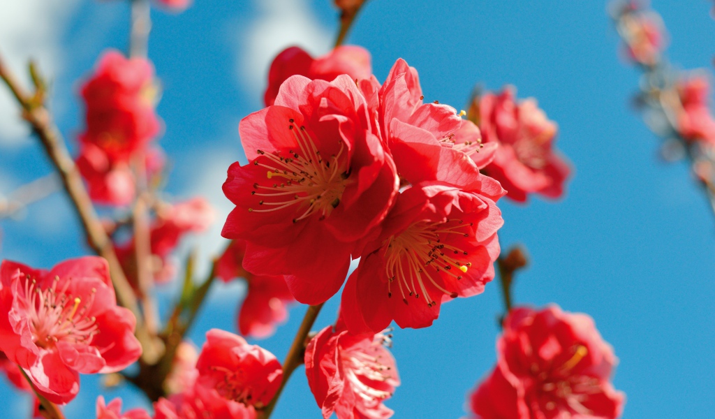 Красивые розовые цветы на ветке дерева на фоне голубого неба весной