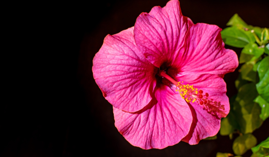 Красивый розовый цветок гибискуса с зелеными листьями на черном фоне