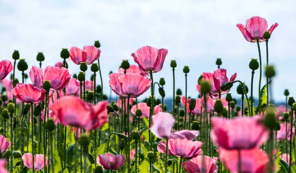 Красивые розовые маки с нежными лепестками 