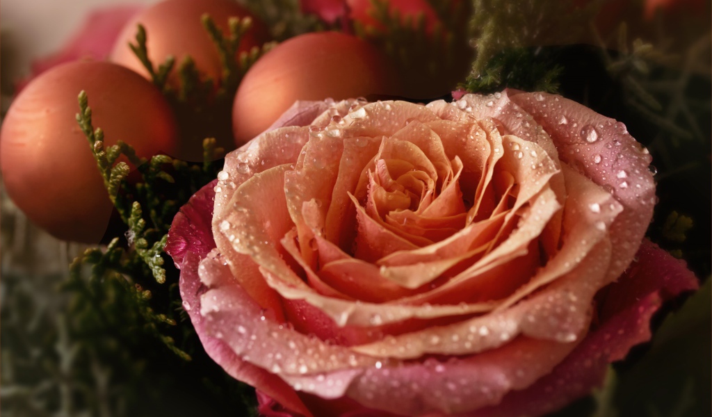 Красивая розовая роза в каплях росы с шарами 
