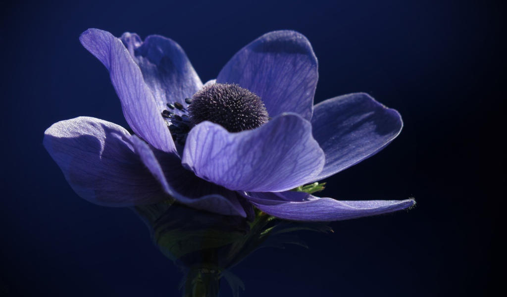 Красивый фиолетовый цветок анемоны крупным планом