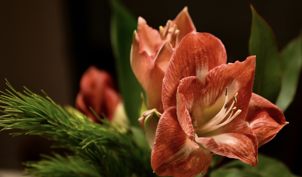 Красивый  красный цветок амариллиса с веткой ели