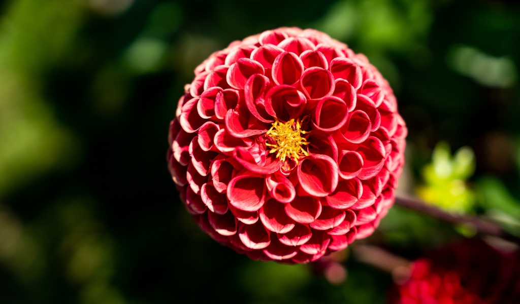 Красивый красный цветок георгины с желтой серединкой