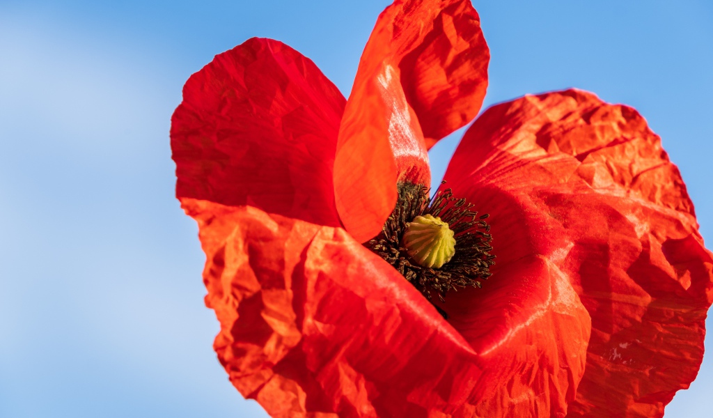 Красивый красный мак крупным планом на голубом фоне 