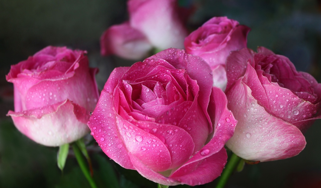 Красивые цветы розы в каплях росы 