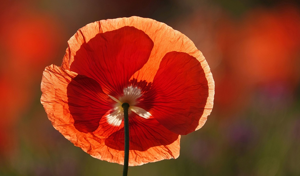 Красивый алый мак в лучах летнего солнца