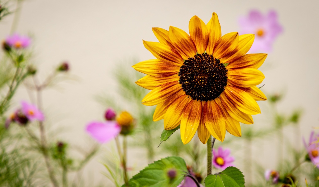 Красивый подсолнух с цветами космеи 