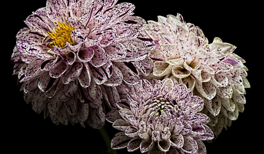 Красивые белые георгины с фиолетовыми брызгами 