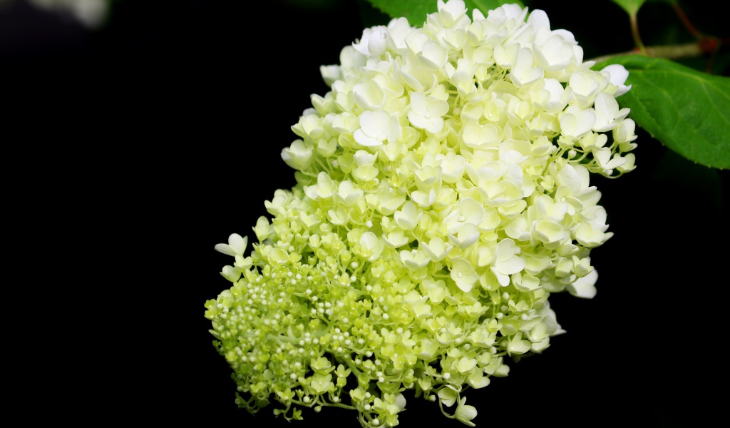 Красивые белые цветы Гортензии на черном фоне