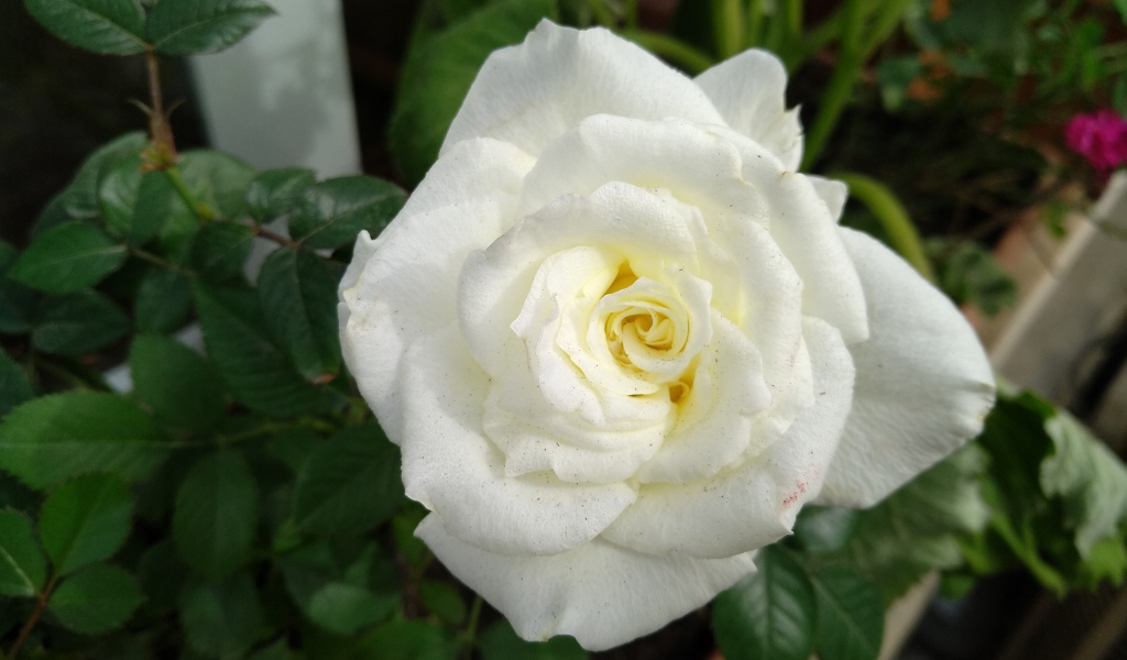 Красивый белый цветок розы крупным планом