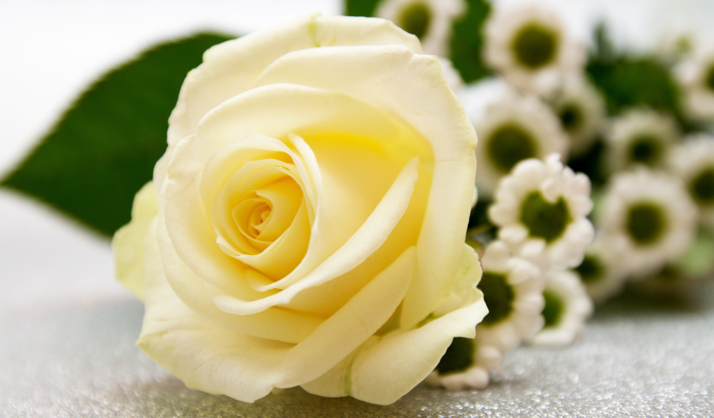 Красивая белая роза лежит на столе