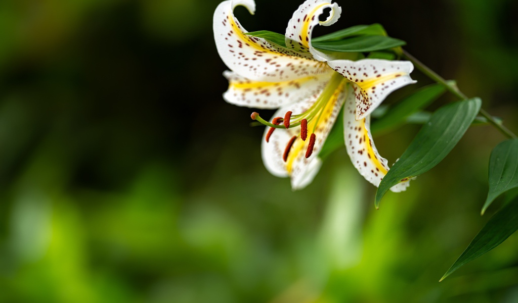 Красивая белая тигровая лилия на клумбе