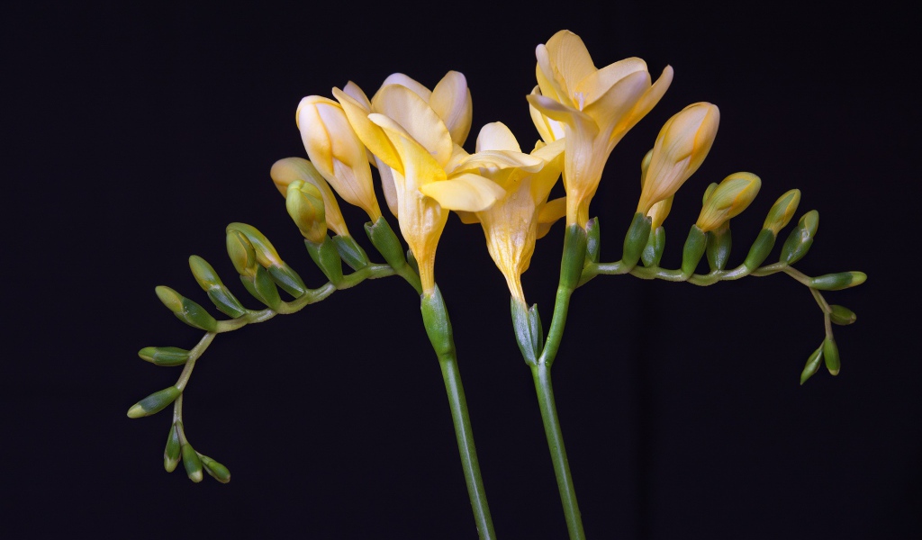 Красивый желтый цветок фрезии с бутонами на черном фоне 