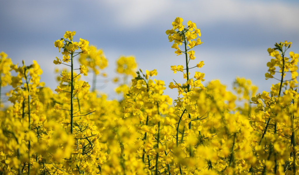 Красивые желтые цветы рапса на поле 