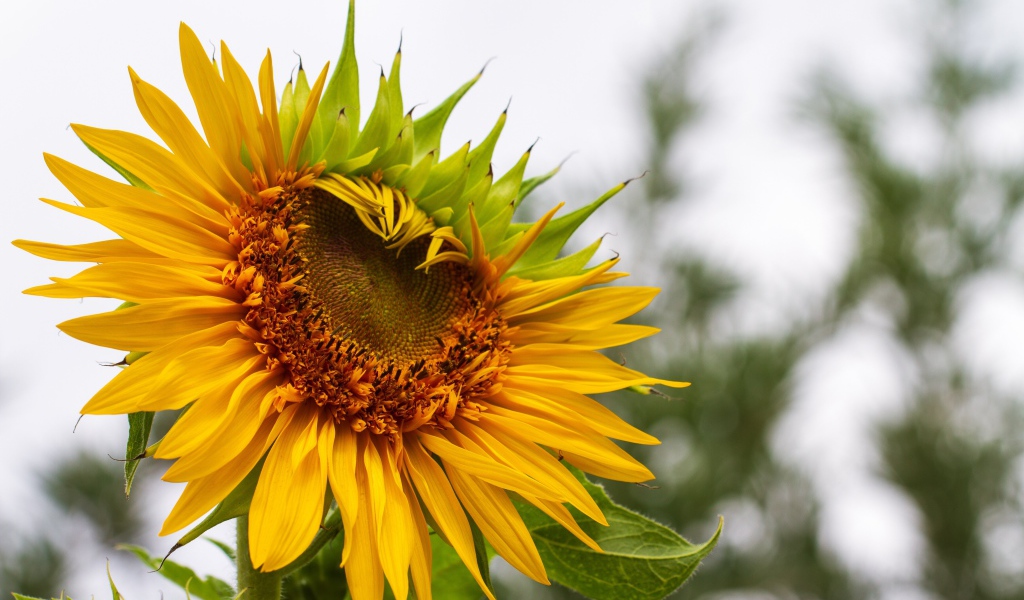 Красивый желтый подсолнух на огороде