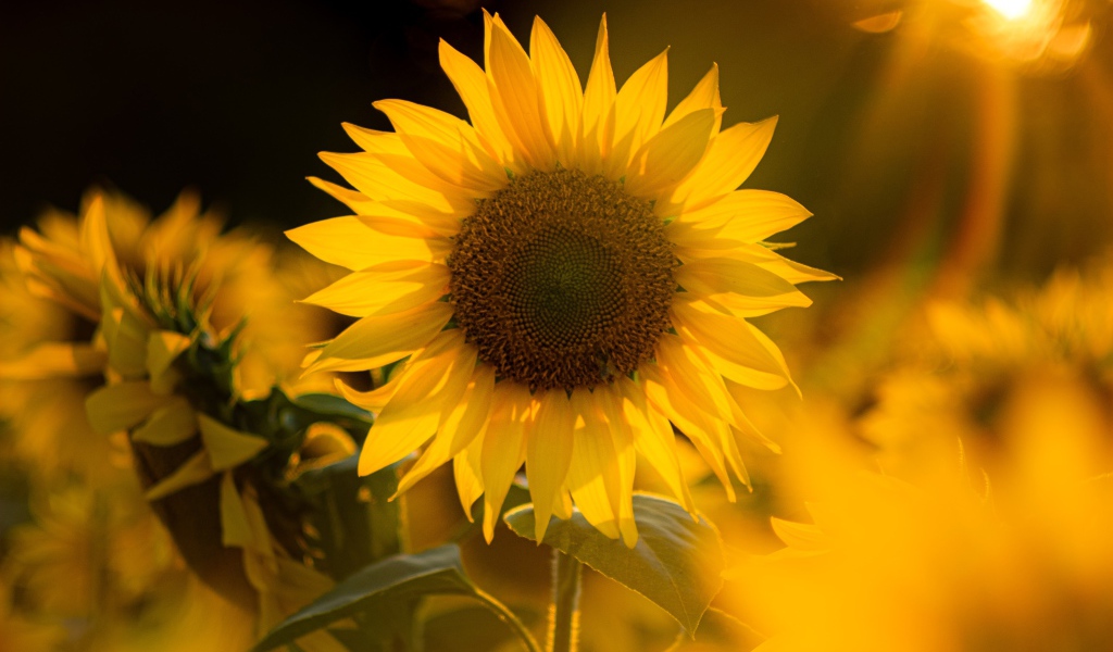 Красивый желтый подсолнух в лучах солнца 