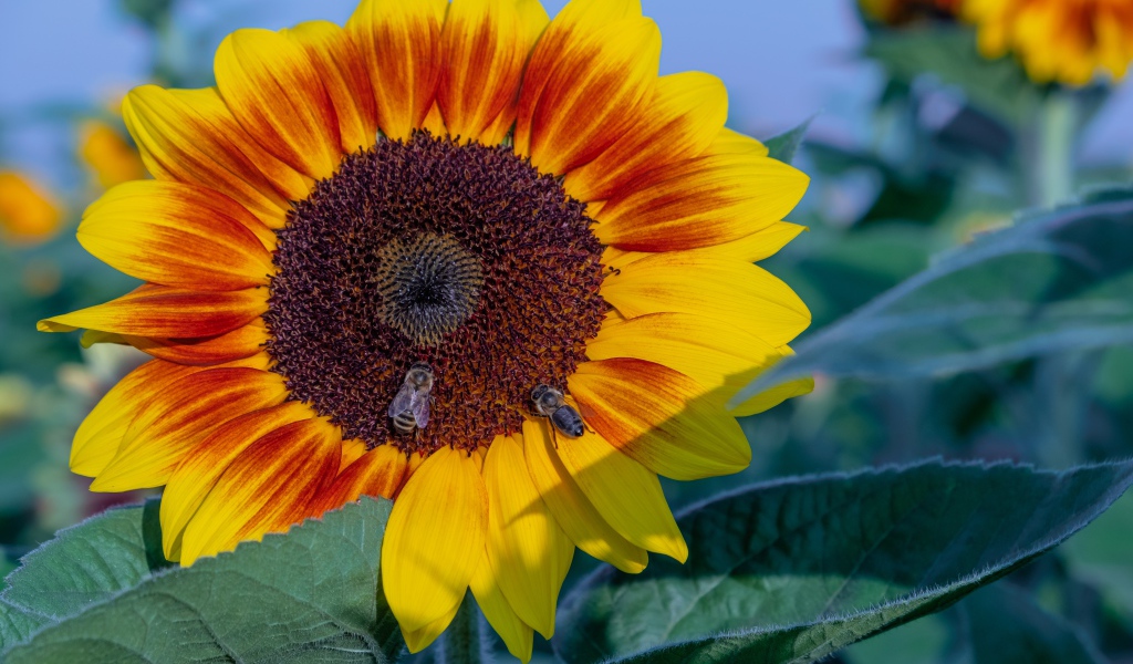 Большой красивый цветок подсолнуха с пчелами
