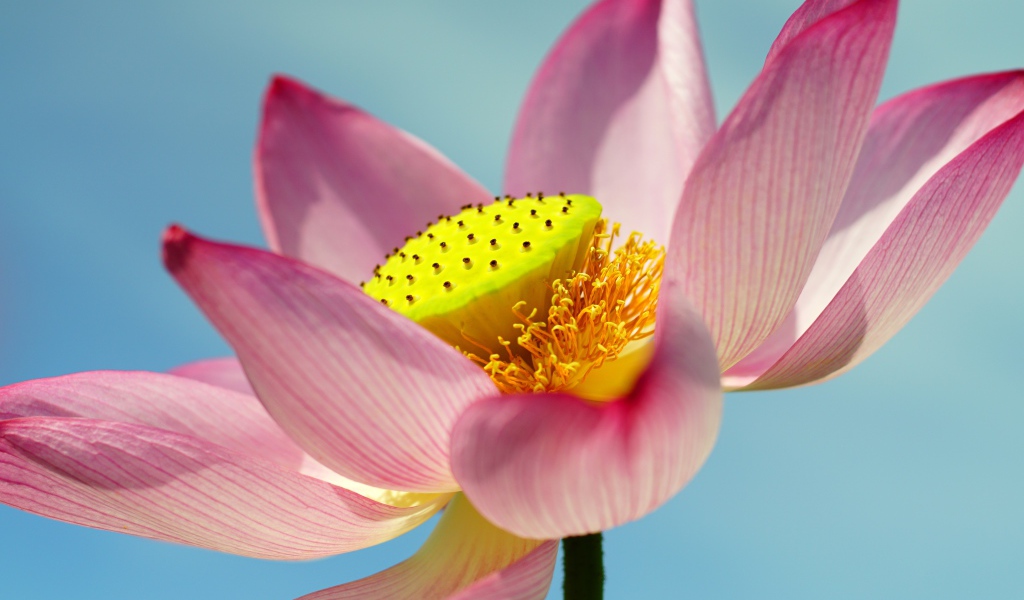 Большой розовый цветок лотоса на голубом фоне 