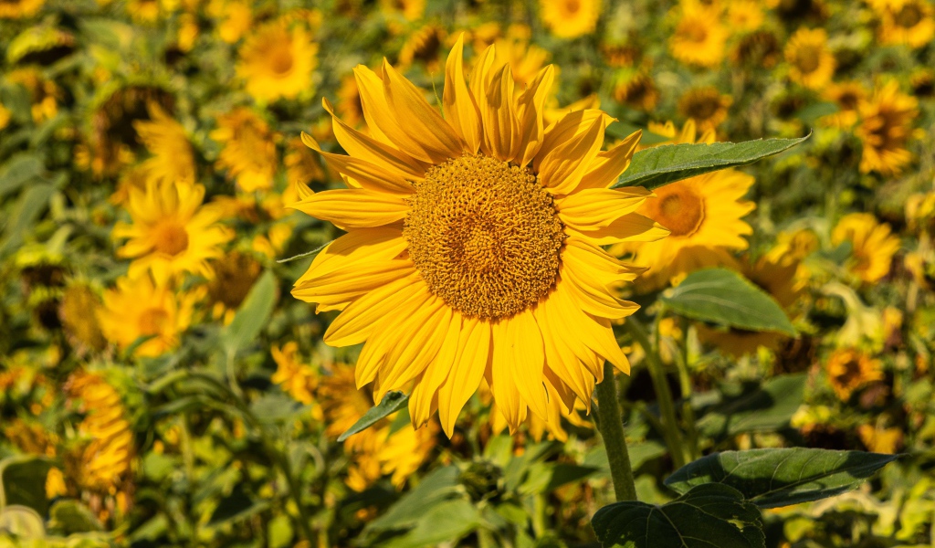 Большой желтый цветок подсолнуха на поле 