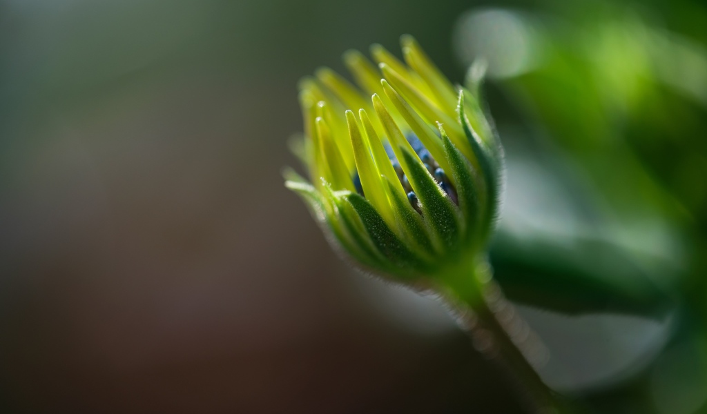 Распускающийся цветок остеоспермума крупным планом 