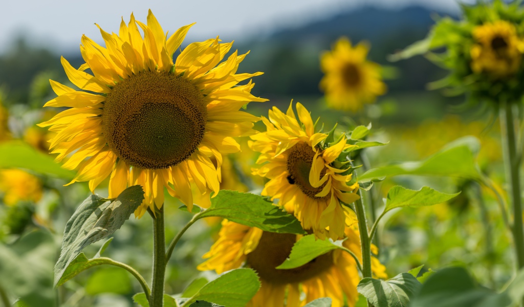 Цветущие желтые подсолнухи с зелеными листьями на поле