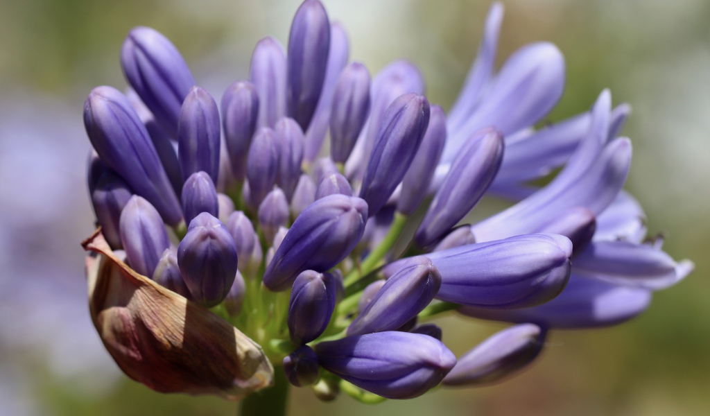 Синий цветок Агапантус распускается