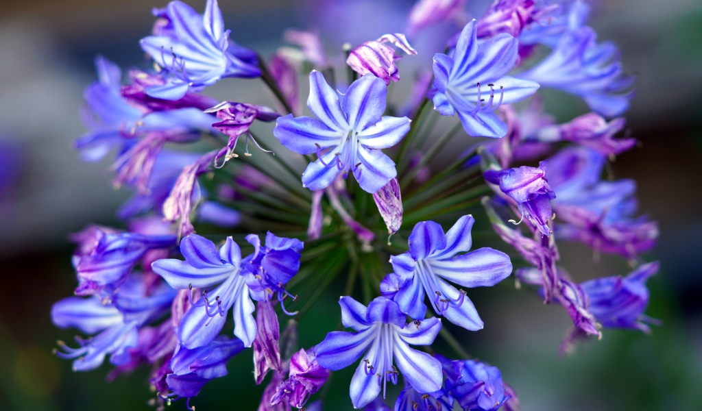 Голубые цветы агапантус крупным планом 