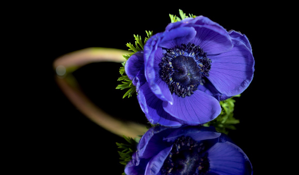 Синий цветок анемона отражается в черной поверхности 