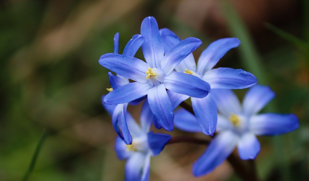 Голубые первые весенние цветы пролесок крупным планом